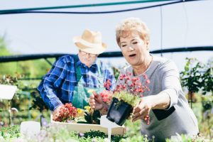 Elderly couple picking the flowers